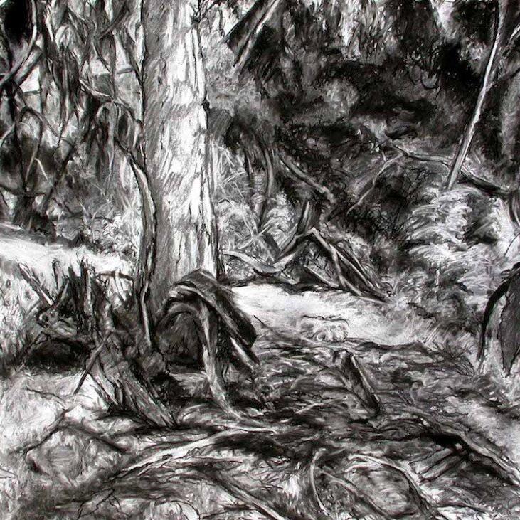 Barky Tree in the Bush